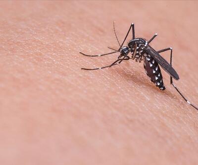 Etiyopya'da yeni bir sıtma sineği türü görüldü