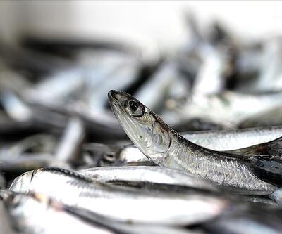 Balık fiyatları ne kadar, kaç TL? 5 Eylül 2021 hamsi, uskumru, istavrit, çupra ve sardalya fiyatları
