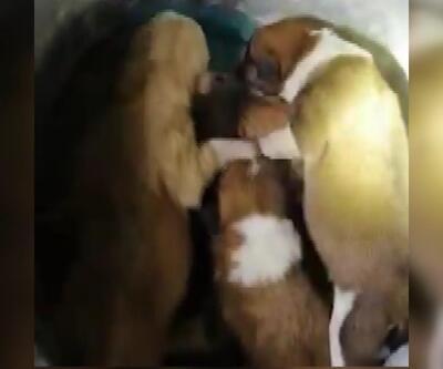 7 yavru köpeği çöpten itfaiye kurtardı