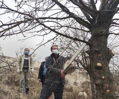 Tunceli'de, menengiç ağaçlarında Antep fıstığı yetişecek