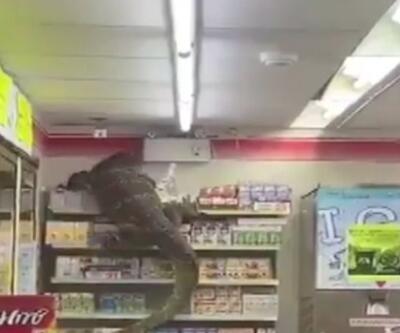 Komodo ejderi markete daldı