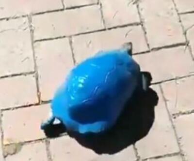 Kaplumbağayı maviye boyadılar