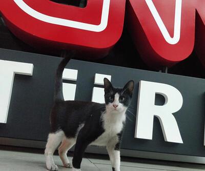 CNN TÜRK'te "kedi operasyonu"