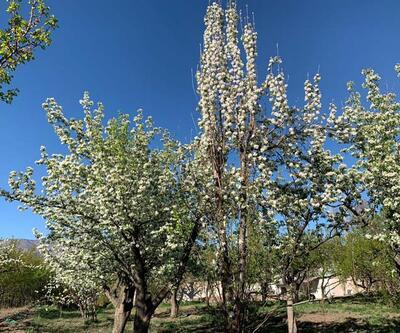 Kars'ta tescilli "uzun elma" ağaçları çiçek açmaya başladı