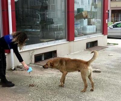 Saray'da sokak hayvanlarını zabıta besledi