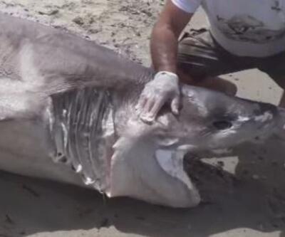 Dev köpek balığı sahile vurdu