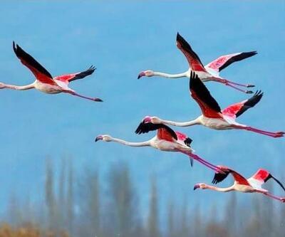 Eber Gölü’nde flamingolar görsel oluşturdu