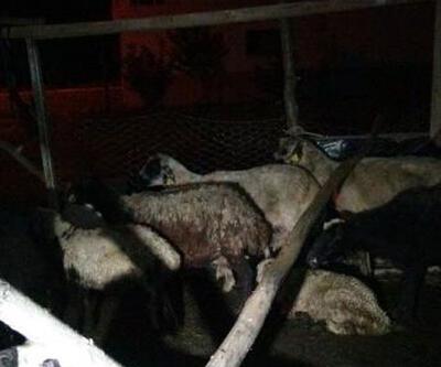 Başıboş köpekler 12 koyunu öldürdü 2'sini yaraladı