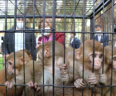 Sınırda ele geçirilen 12 maymun, Gaziantep Hayvanat Bahçesi'ne getirildi