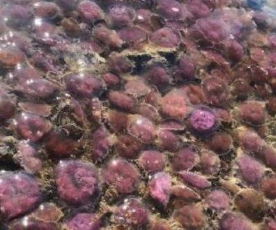 Mor renkli zehirli denizanaları kıyıya vurdu