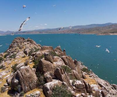 Tunceli'deki Martı Adası, binlerce kuşa ev sahipliği yapıyor