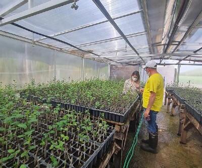 Vize'de aronia bitkisinin ekiliş alanları  artıyor