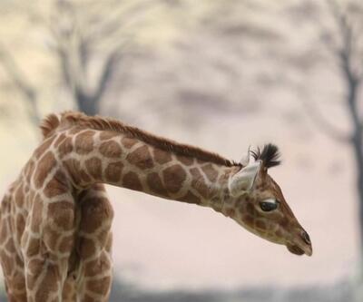 Fransa'da yavru zürafa sevinci