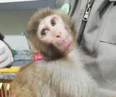 İnşaatta yaralı bulunan maymun korumaya alındı