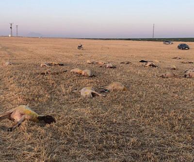 Aksaray'da merada otlayan 164 koyun telef oldu