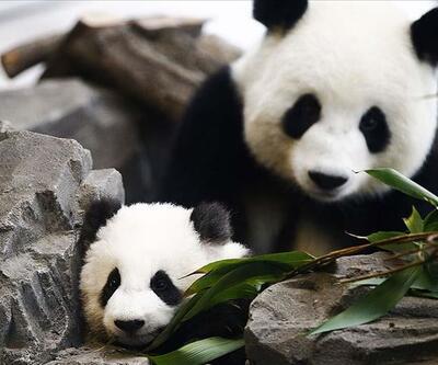 Çin dev pandaların "tehlike altındaki tür" sınıflandırmasından çıkarıldığını bildirdi
