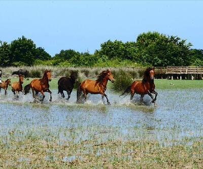Yılkı atları, Kızılırmak Deltası'na ayrı bir güzellik katıyor