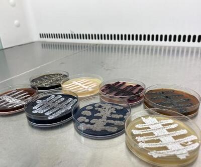 Türk bilim adamları, 6 ülkede 60 yeni tür bakteri keşfetti