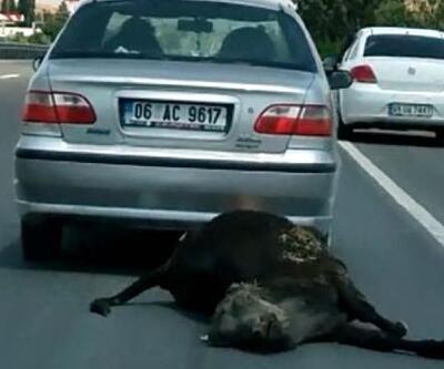 Ölü ineği araçla sürükleyen sürücüye para cezası