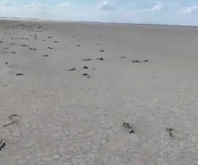 Tuz Gölü'nde flamingo ölümleri