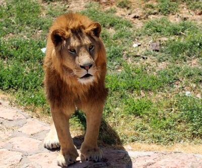Kafesinden kaçan aslan ve saldırdığı bakıcısının sağlık durumu iyi