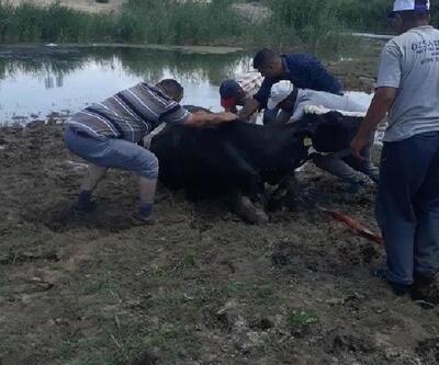 Balçığa saplanan inek kurtarıldı