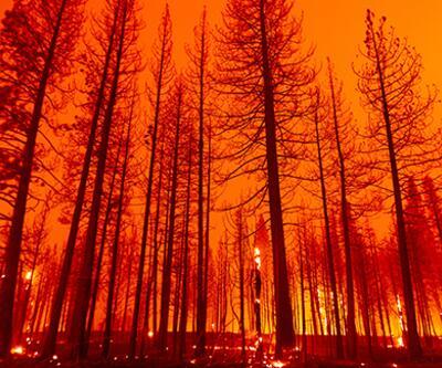 California'da 3 haftadır devam eden orman yangını tekrar büyümeye başladı
