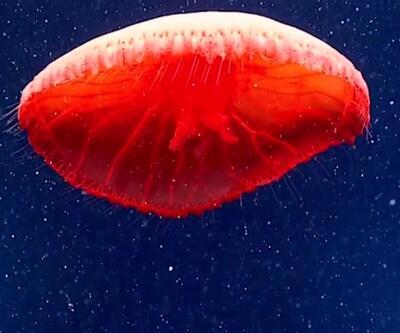 Kırmızı denizanası ilk kez görüntülendi