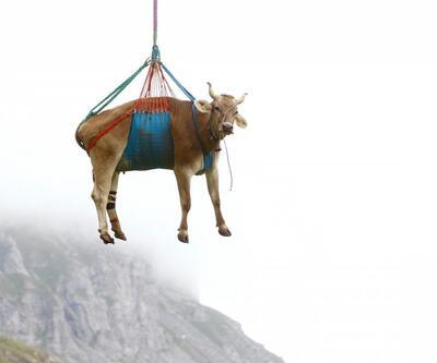 İsviçre'de "uçan inekler"