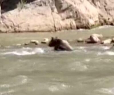 Suya kapılan ayıyı rafting ekibi kurtardı