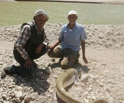 Çamelili balıkçılar dev yayın balığı yakaladı