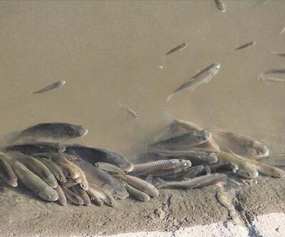 Yeşilırmak Nehri'nde balık ölümleri
