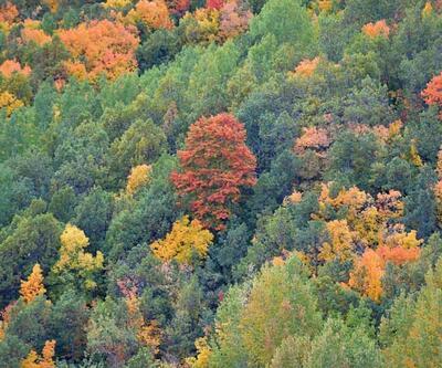 'Doğanın kalbi' Salördek ormanları sonbahar renkleriyle bir başka güzel!