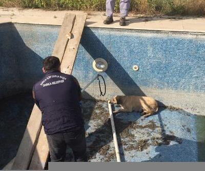 Boş havuza düşen köpek kurtarıldı