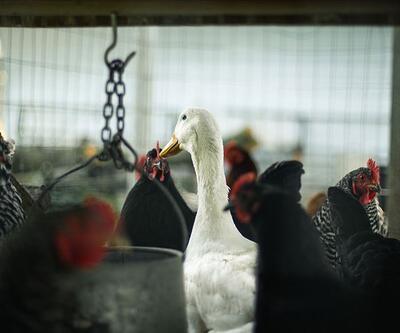 Japonya'da kuş gribi paniği! 143 bin tavuk itlaf edilecek