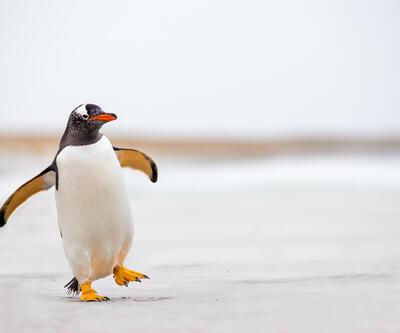 Penguen yolunu şaşırdı, Antarktika'dan Yeni Zelanda'ya ulaştı