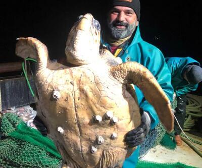 Marmara'da ağlara takılan caretta caretta balıkçıları şaşkına uğrattı