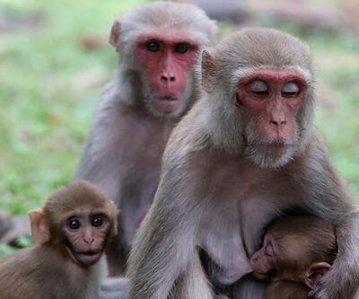 Hindistan'da maymunlar 'intikam' için 250 köpeği öldürdü 