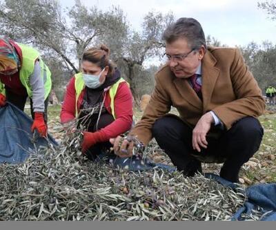 Edremit Belediyesi'ne ait ağaçlarda zeytin hasadı devam ediyor