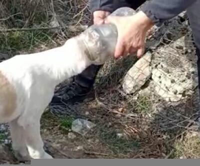 Başına plastik bidon sıkışan köpeği AFAD kurtardı