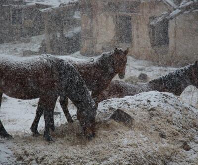 Yılın ilk karı yağdı: Atlar keyfini çıkardı
