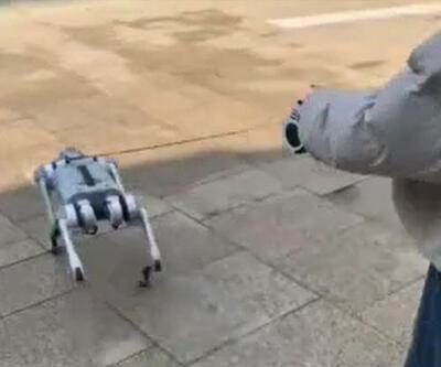 Büyük ilgi çekti: Robot köpeği yürüyüşe çıkardı 