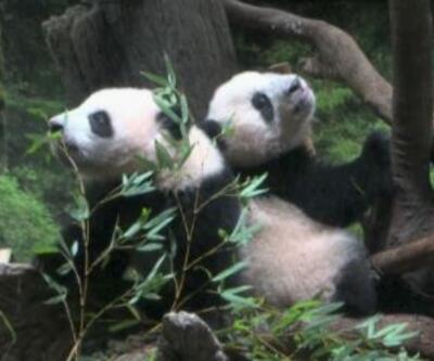 İkiz pandalar ilk kez kamera karşısında