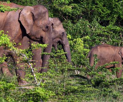 Sri Lanka’da yaban hayatı plastik tehdidi altında! 2 fil daha öldü