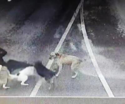 Sokak köpekleri iş insanına saldırdı