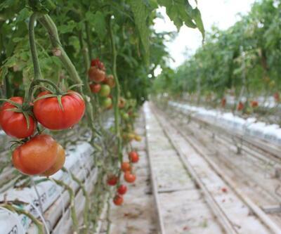 Eksi 40 derecede domates ürettiler