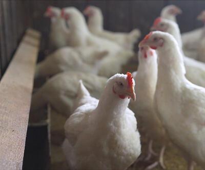 Güney Kore'de kuş gribi alarmı: Yarım milyon tavuk itlaf edilecek