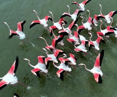 Akyatan Lagünü'nde 12 binden fazla flamingo ve turna sayıldı