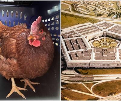 Pentagon'a sızmaya çalışan tavuk yakalandı 
