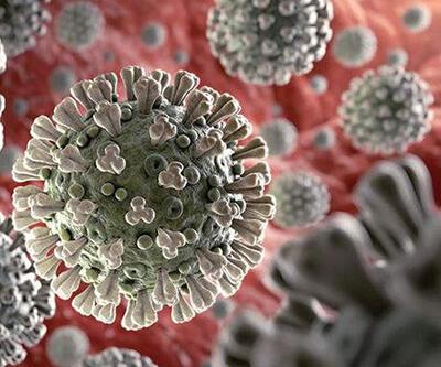 İngiltere'de Lassa virüsü alarmı: Yıllar sonra ilk defa görüldü